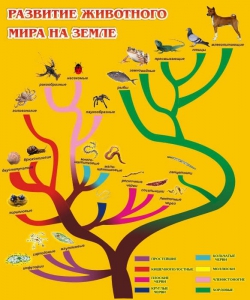 Стенд "Развитие животного мира на земле" - fgospostavki.ru - Асбест
