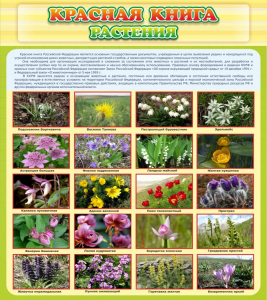 Стенд "Красная книга - растения" - fgospostavki.ru - Асбест