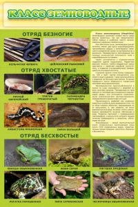 Стенд "Класс земноводные" - fgospostavki.ru - Асбест