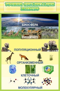 Стенд "Уровни организации живого" - fgospostavki.ru - Асбест