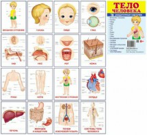 Раздаточные карточки "Тело человека" - fgospostavki.ru - Асбест