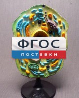 Модель "Клетка растения" - fgospostavki.ru - Асбест