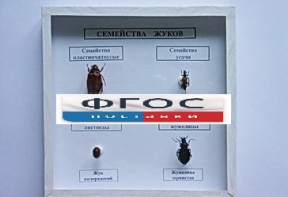 Коллекция "Семейство жуков" - fgospostavki.ru - Асбест