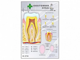 Электрифицированный стенд "Анатомия зуба" - fgospostavki.ru - Асбест