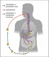 Модель-аппликация Цикл развития аскариды - fgospostavki.ru - Асбест