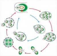 Модель-аппликация Размножение одноклеточной водоросли - fgospostavki.ru - Асбест