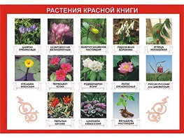 Таблица демонстрационная "Растения Красной книги" (винил 100*140) - fgospostavki.ru - Асбест