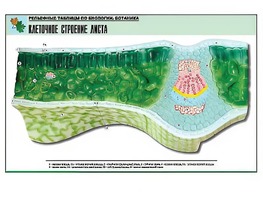 Рельефная таблица "Клеточное строение листа" (формат А1, матовое ламинирование) - fgospostavki.ru - Асбест