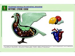 Рельефная таблица "Внутреннее строение голубя" (формат А1, матовое ламинирование) - fgospostavki.ru - Асбест