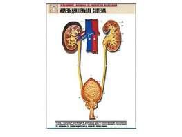 Рельефная таблица "Мочевыделительная система" (формат А1, матовое ламинирование) - fgospostavki.ru - Асбест