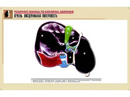 Рельефная таблица "Печень. Висцеральная поверхность" (формат А1, матовое ламинирование) - fgospostavki.ru - Асбест
