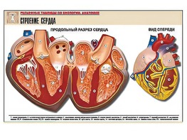 Рельефная таблица "Строение сердца" (формат А1, матовое ламинирование) - fgospostavki.ru - Асбест