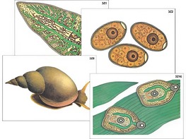 Модель-аппликация "Циклы развития печеночного сосальщика и бычьего цепня" (ламинированная) - fgospostavki.ru - Асбест