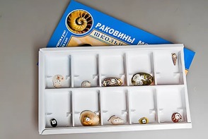 Коллекция "Раковины моллюсков" - fgospostavki.ru - Асбест