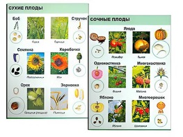 Коллекция "Семена и плоды" - fgospostavki.ru - Асбест