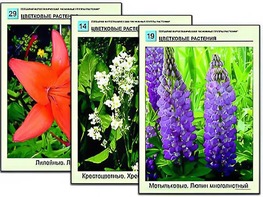 Гербарий фотографический "Основные группы растений" - fgospostavki.ru - Асбест