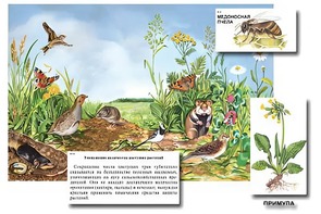 Магнитный плакат-аппликация "Луг: биоразнообразие и взаимосвязи в сообществе" - fgospostavki.ru - Асбест