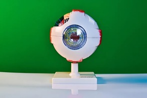 Модель глаза - fgospostavki.ru - Асбест