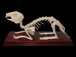 Скелет кролика - fgospostavki.ru - Асбест