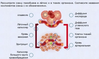 Интерактивные курсы. Биология 9 класс. Расширенный. - fgospostavki.ru - Асбест