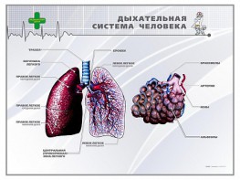 Стенд "Дыхательная система человека" - fgospostavki.ru - Асбест