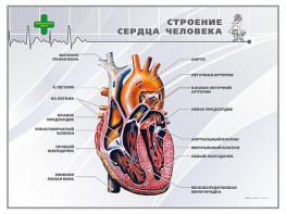 Стенд "Строение сердца человека" - fgospostavki.ru - Асбест