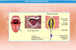 Интерактивные курсы. Биология 10 класс. Базовый. - fgospostavki.ru - Асбест