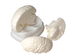 Модель мозга в разрезе - fgospostavki.ru - Асбест