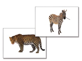 Дидактическое пособие "Дикие животные" - fgospostavki.ru - Асбест