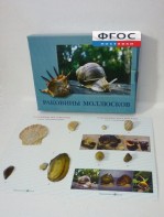 Коллекция "Раковины моллюсков" - fgospostavki.ru - Асбест