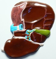 Модель барельефная "Печень" (висцеральная поверхность) - fgospostavki.ru - Асбест