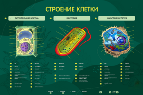 Электрифицированный стенд "Строение клетки" с маркерными полями - fgospostavki.ru - Асбест