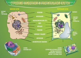 Стенд "Строение животной и растительной клеток" - fgospostavki.ru - Асбест