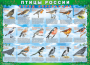 Комплект таблиц "Птицы России (4 листа)" (100х140 сантиметров, винил) - fgospostavki.ru - Асбест