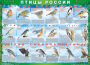 Комплект таблиц "Птицы России (4 листа)" (100х140 сантиметров, винил) - fgospostavki.ru - Асбест