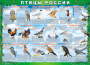 Комплект таблиц "Птицы России (4 листа)" (100х140 сантиметров, винил) - fgospostavki.ru - Асбест